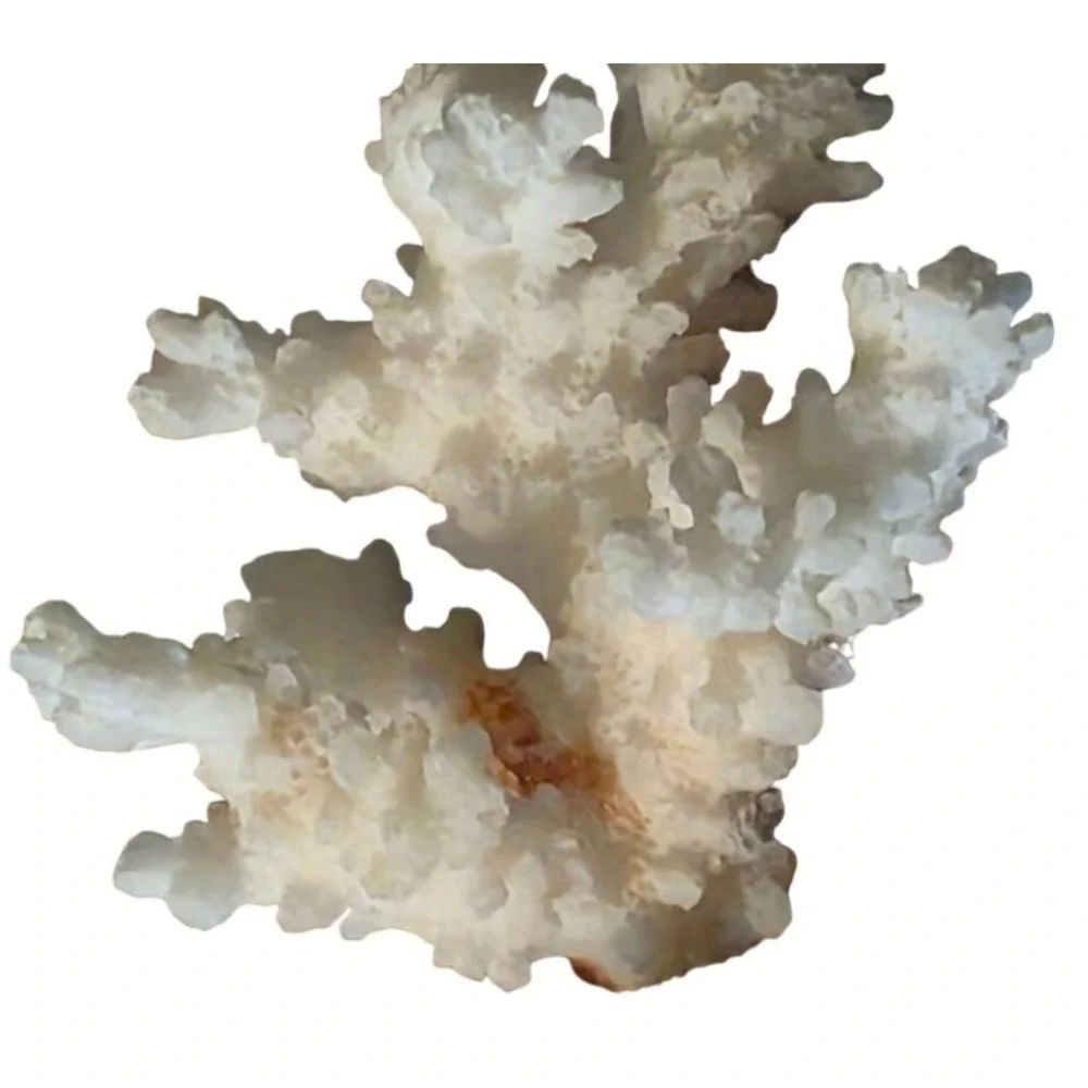 Natural Coral Specimen Trio For Home Décor 2